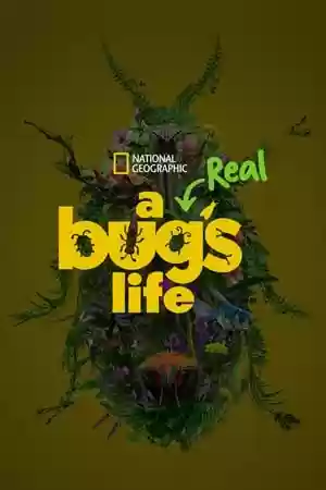 A Real Bug’s Life TV Series