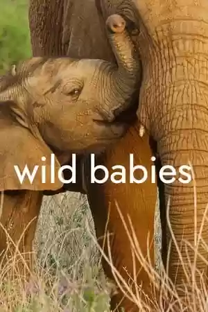 Wild Babies TV Series